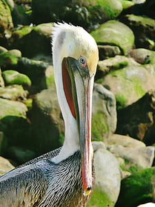 pelican, brown, san diego, la jolla, bird, wildlife, animal