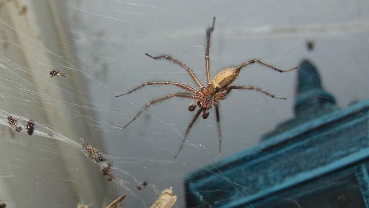 serangga, laba-laba, arakhnida air, Predator, Arachnofobia, bug, menakutkan