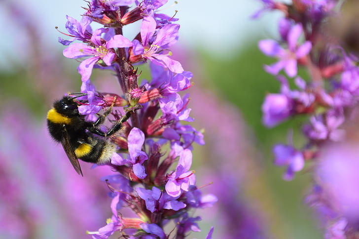 trzmiel, Bumble bee, Szerszenie, Pszczoła, fioletowy, kwiat