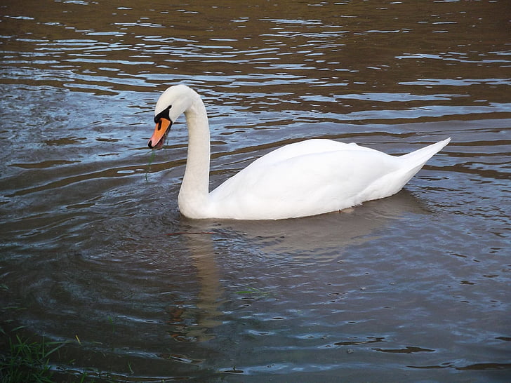 Swan, pasăre de apă, înot, frumos, apele, pasăre, frumusete