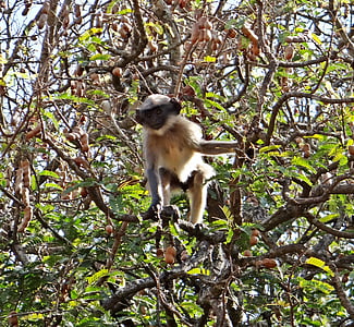 viorica, langur, primat, maimuta, dharwad, India, Tamarind copac