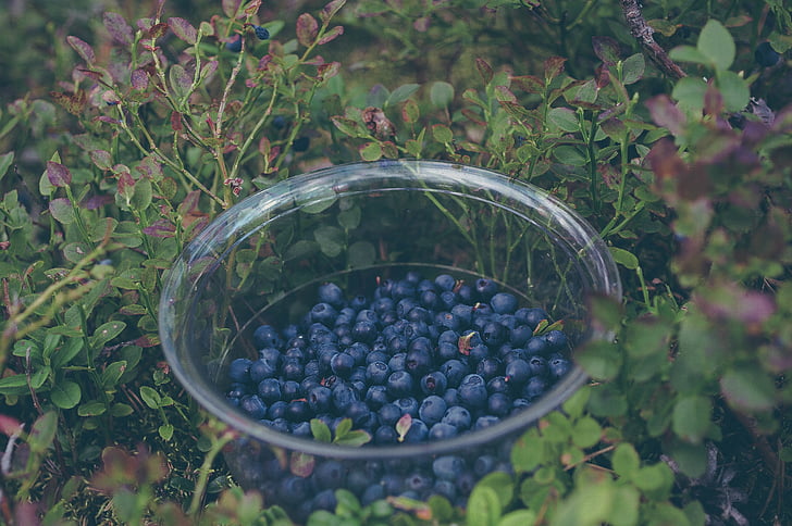 mangkuk, hitam, Berry, Blueberry, buah-buahan, sehat, Makanan