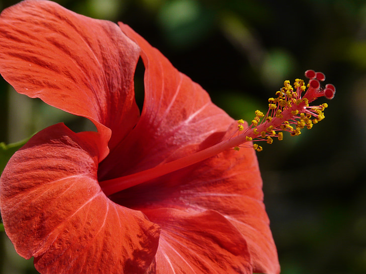 Hibiscus, malvavisco, Malva, Malvaceae, planta ornamental, flores ornamentales, flor