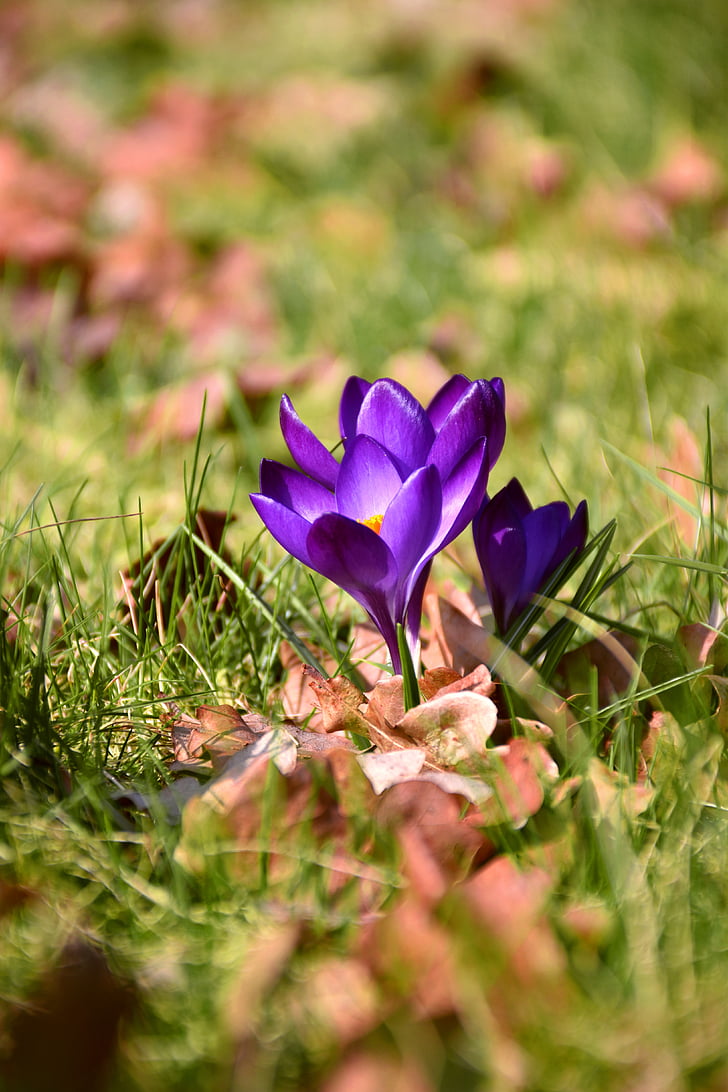 krokas, Pavasario gėlė, žiedų, žydėti, violetinė, Gamta, sodas