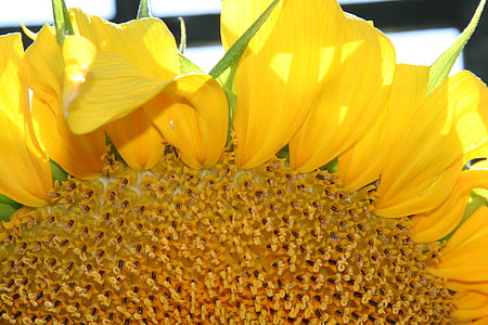 auringonkukka, Syksy, kukka, Sunshine, kesällä, Harvest, keltainen