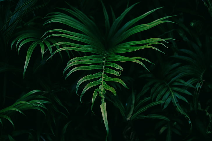 leaves, nature, plant, leaf, green color, palm tree, frond