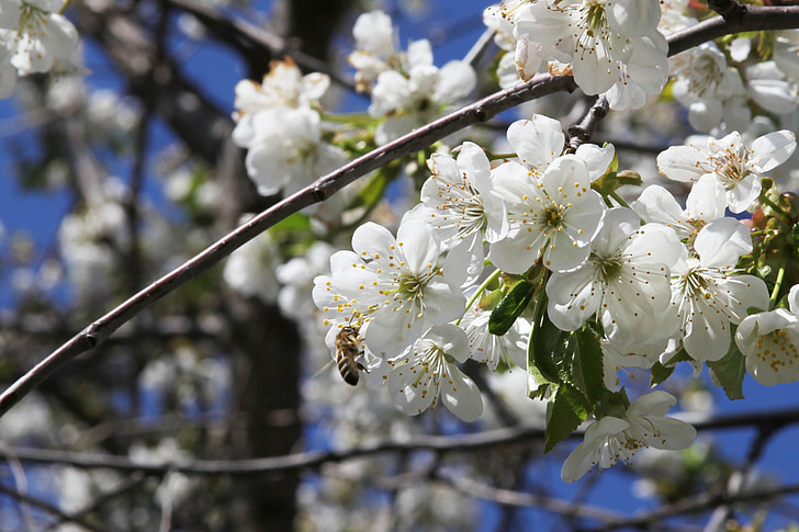 bee, cherry, bloom, pollination, cherry blossoms, white flowers, spring