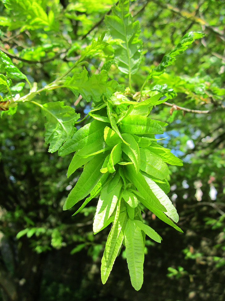 Carpinus betulus, Avrupa Gürgen, ortak Gürgen, ağaç, Flora, meyve, Samaras