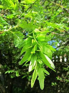 Carpinus betulus, Europeiska avenbok, gemensamma avenbok, träd, Flora, frukt, Samaras