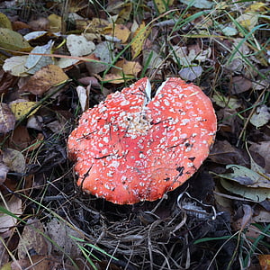 Muchomůrka, houby, Les, červená, podzim, přirozeně, sezóny