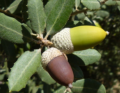 acorn, encina, mature, maturation, green, fruit