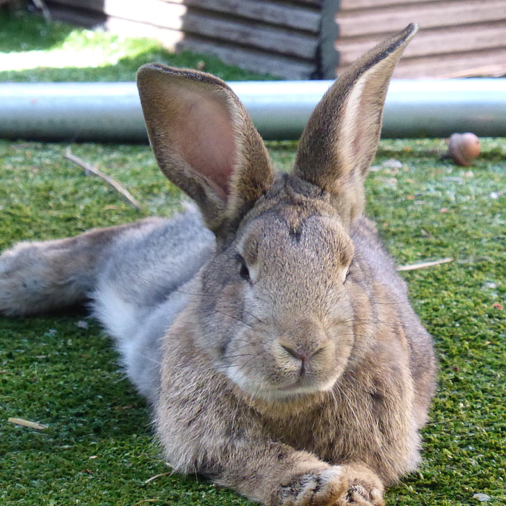 Hare, kanin, öronen, resten, påsk, djur, nager