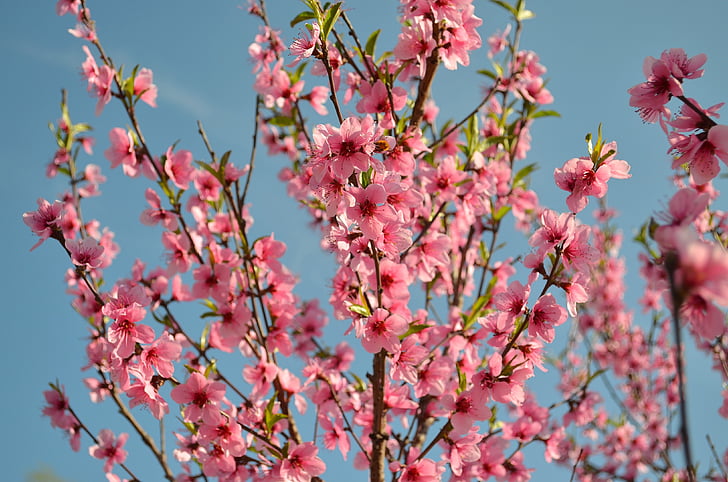 Bloom, persika, levande natur, Blommande träd, Peach blossoms, generöst, skönhet