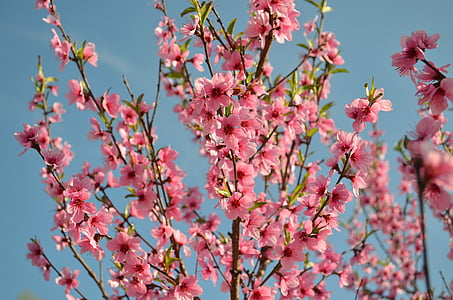 Bloom, persikka, elävä luonto, kukkiva puu, Peach blossoms, komeasti, Kauneus