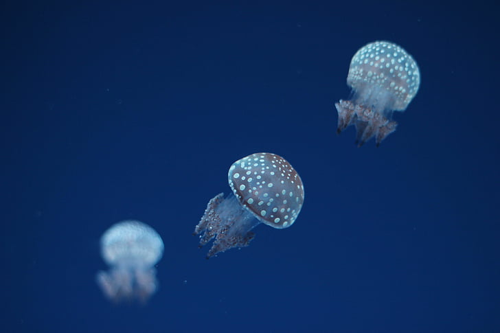 медузи, акваріум, підводний, екзотичні, істота, море життя, море