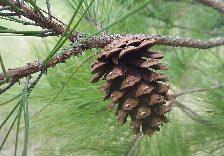 pine cone, pine needles, pine tree, cone, pine, tree, coniferous