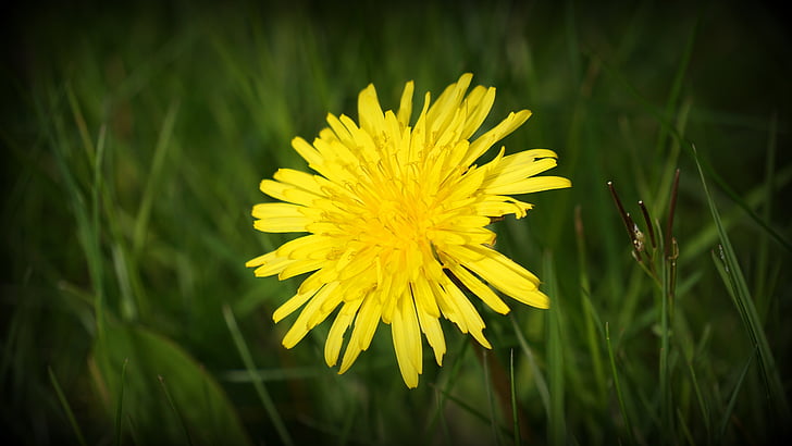 polje, cvijet, žuta