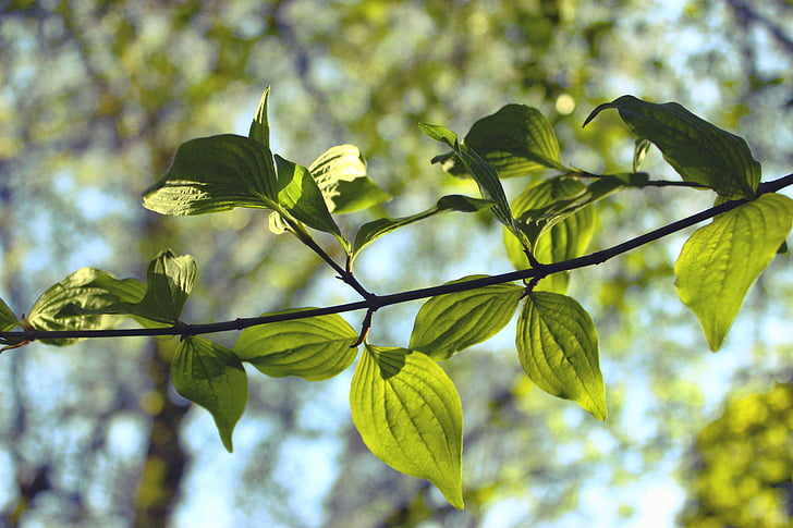listy, zeleň, Príroda, Leaf, Sezóna, strom, prírodné
