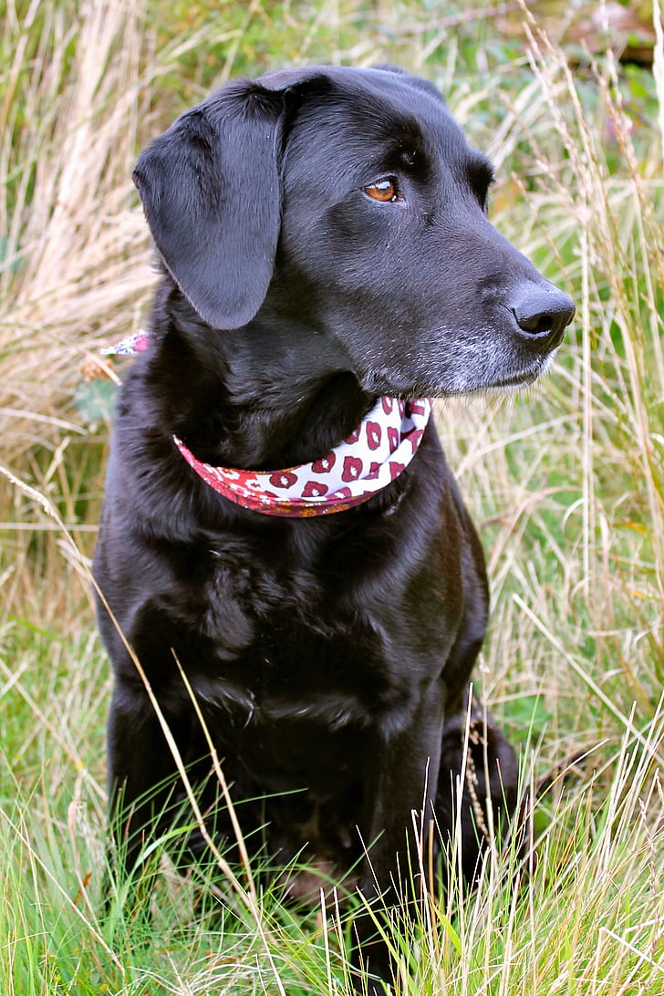 Labrador, pies, zwierzętom