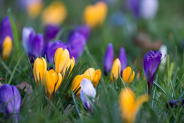 Crocus, floare, floare, floare, violet, galben, flori de primăvară
