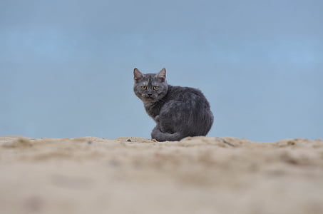 кішка, пляж, молодий кіт