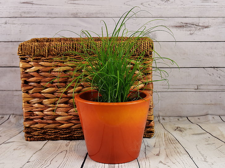 grass, water hyacinth, basket, plant, natural product, indoors, no people
