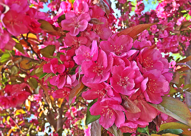 primavera, Bloom, fiore, Colore, Blossom