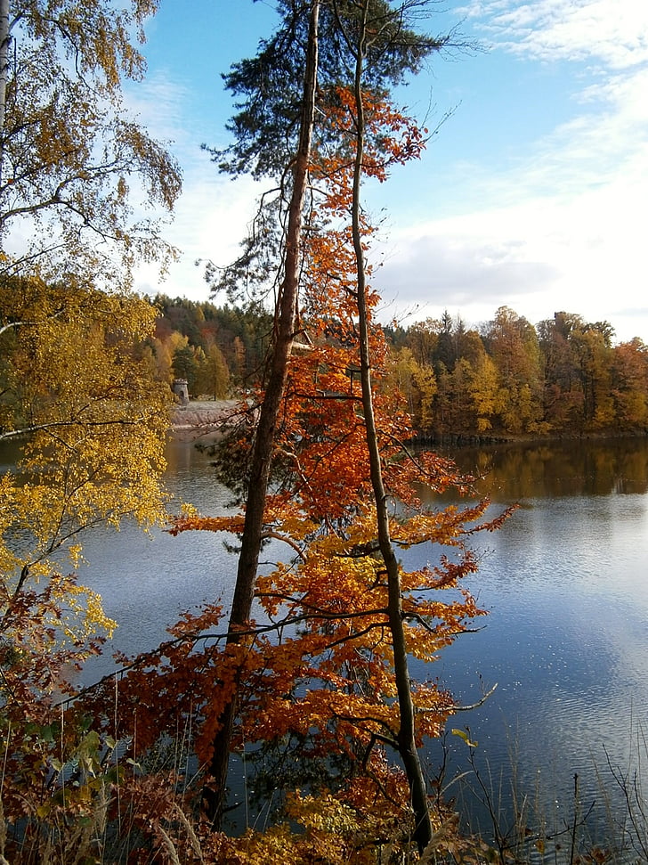 Outono, árvore, folhas, árvore de folha caduca, água, nível de água, natureza
