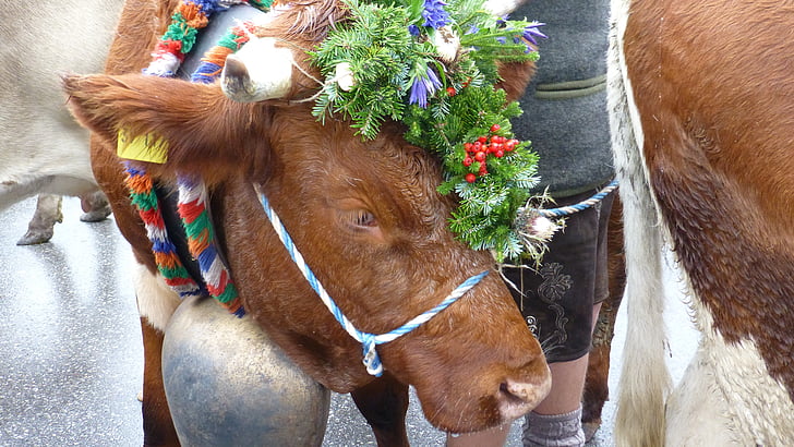 Allgäu, Pfronten, viehscheid, krávy, tradice, pokrývka hlavy, kráva
