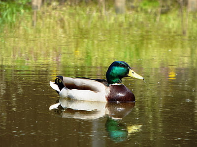 duck, bird, duckling, lake, water, reflection, the waves