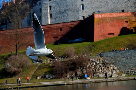 Seagull, burung, Wawel, penerbangan, Polandia, Krakow, alam