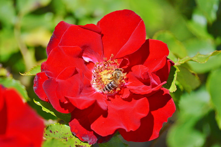 pčela, kukac, cvijet, cvatu, oprašivanje, pelud, nektar