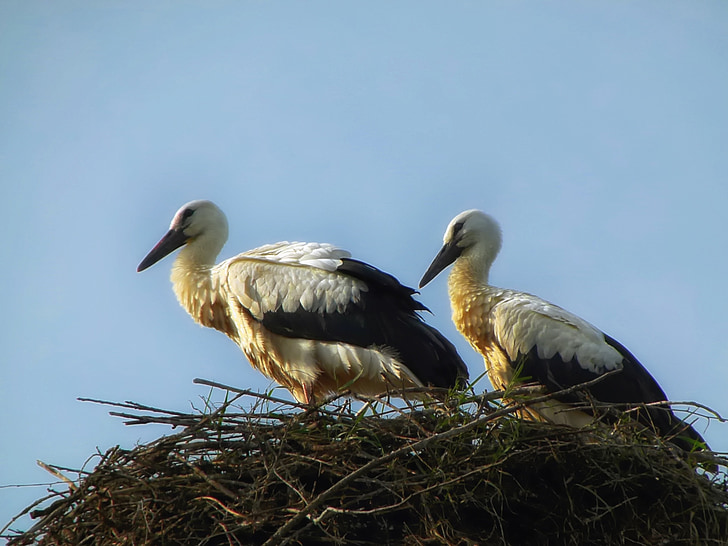 storks, birds, nest, macro, close-up, sky, nesting