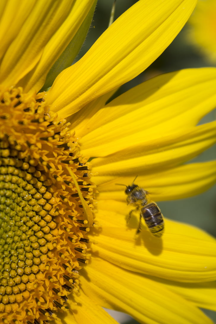слънчоглед, лято, нектар, мир, спокойствието, пчела, насекоми