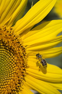 Slunečnice, léto, nektar, mír, klid, včela, hmyz