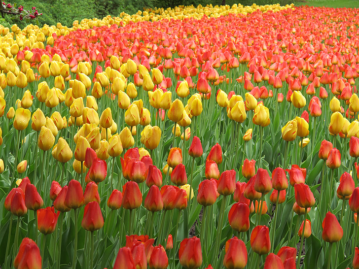 Тюльпани, червоний, жовтий, квіти, Весна, Природа, Квіткові