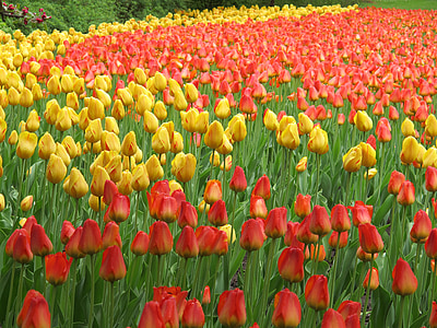 tulipany, czerwony, żółty, kwiaty, wiosna, Natura, kwiatowy