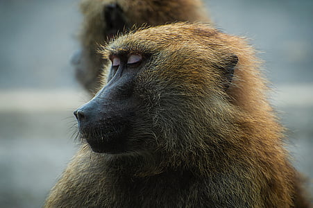 baboon, monkey, animal, wildlife, macro, closeup, nature
