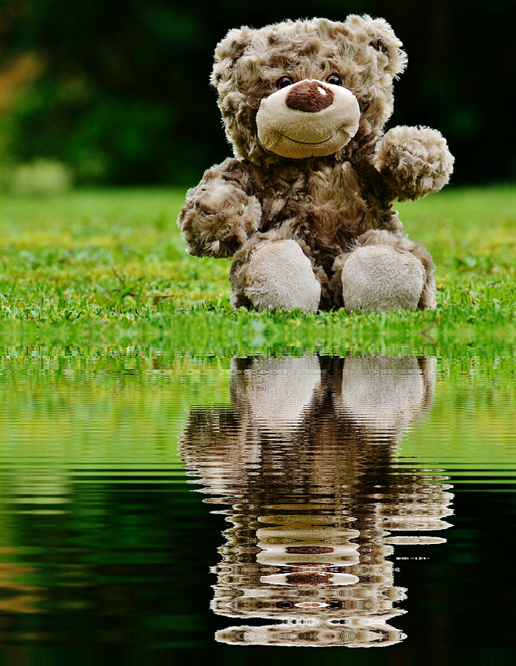 teddy, soft toy, mirroring, water, bank, stuffed animal, teddy bear