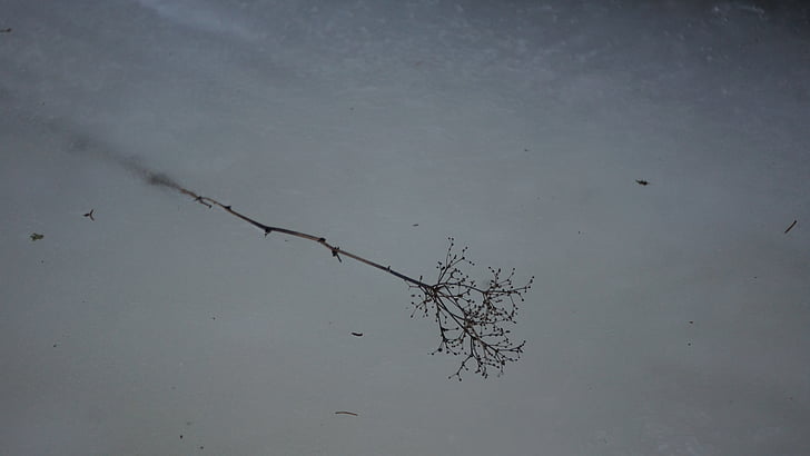 frosne gren, våren is, fast i den, isen