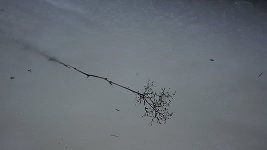 rama congelada, hielo de primavera, atascado en el, hielo