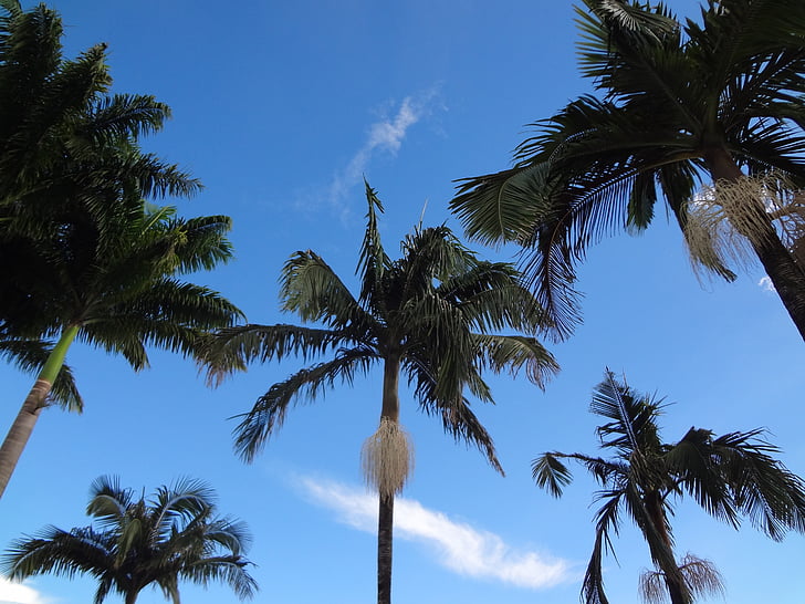 palmiers, Tropical, Brésil, palmier, climat tropical, nature, bleu