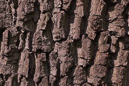 bark, tree, tree bark, the bark of the tree, wood, nature, trunk