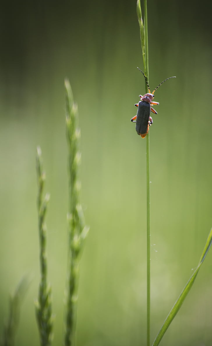 insecta, nature, green, grass