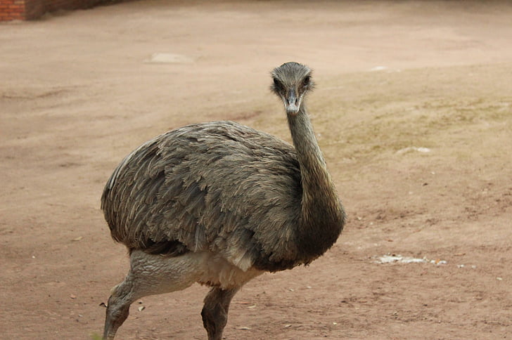 тварини, птах, зоопарк, EMU, страуса, сірий, пір'я