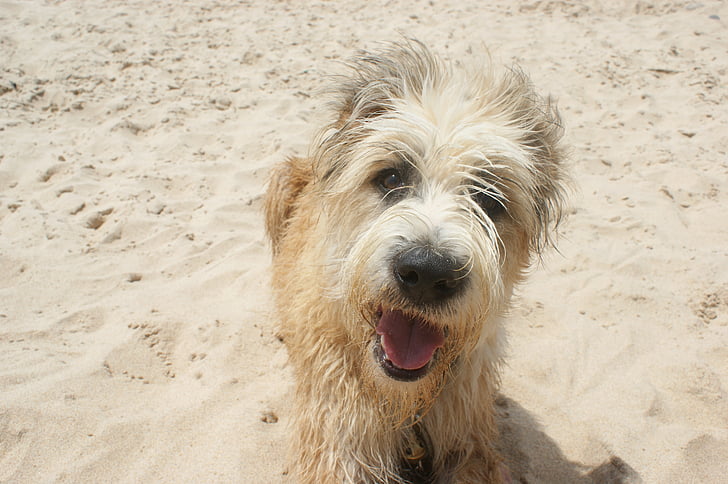 šuo, Barbado da terceira, paplūdimys, šypsena, Portugalija