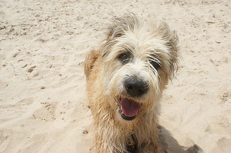 狗, barbado 大塞拉岛, 海滩, 微笑, 葡萄牙