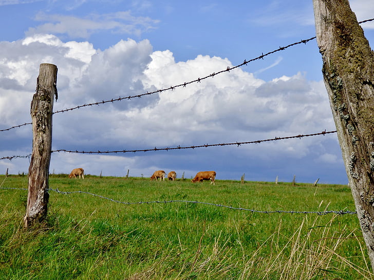 fence, pasture, clouds, cows, landscape