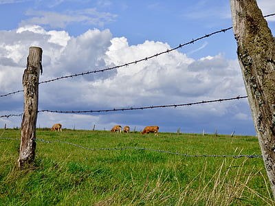 hàng rào, đồng cỏ, đám mây, con bò, cảnh quan
