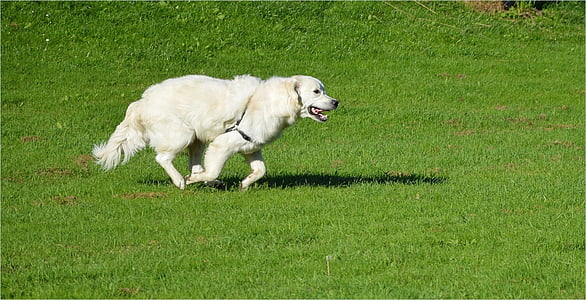 dog, playing, park, canine, doggy, furry, pet